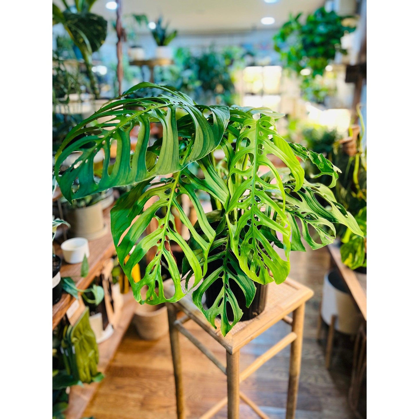 Monstera (Esqueleto)-available at Hidden Seed Plant Shop