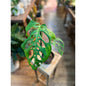 Monstera (Esqueleto)-available at Hidden Seed Plant Shop