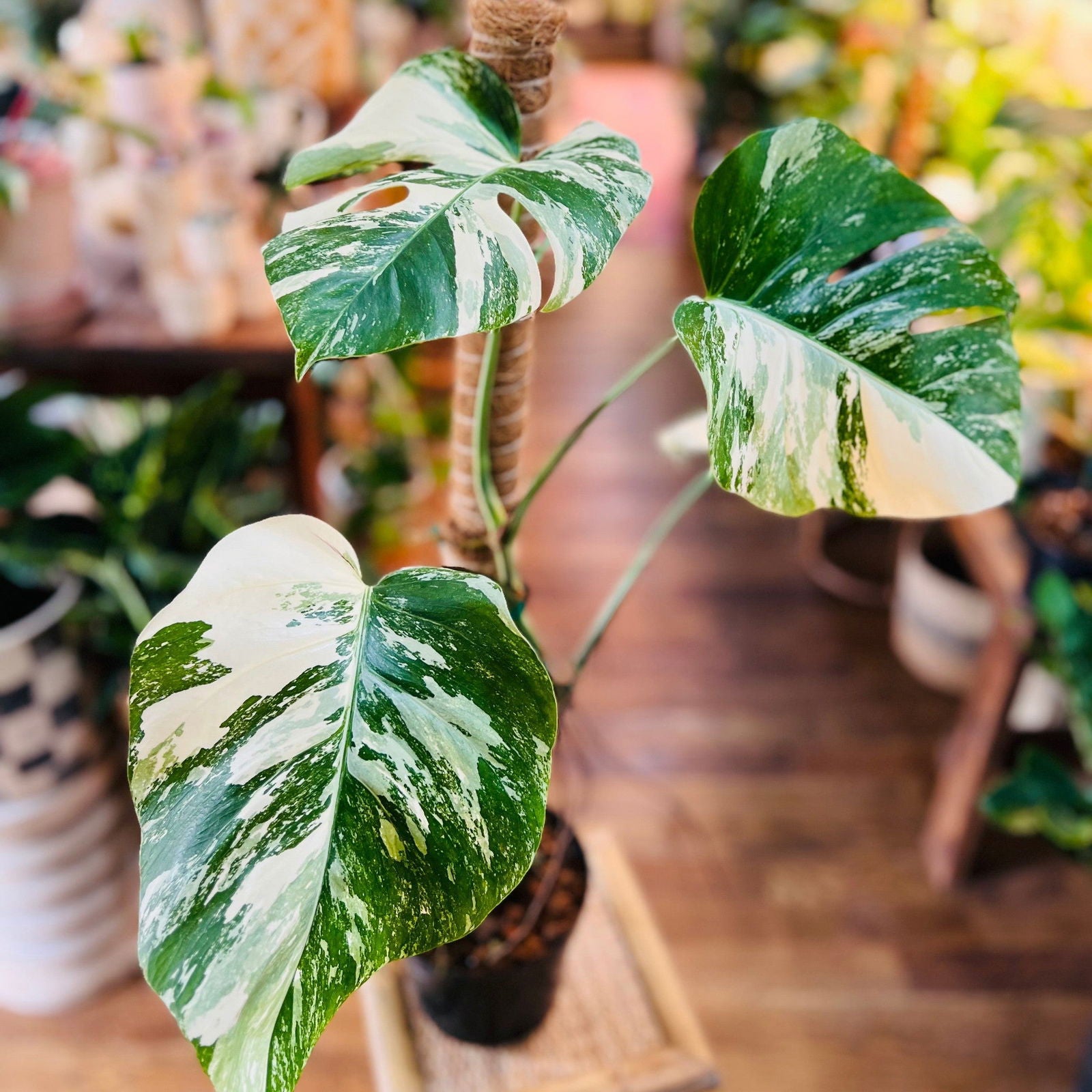 Monstera Albo Variegata top