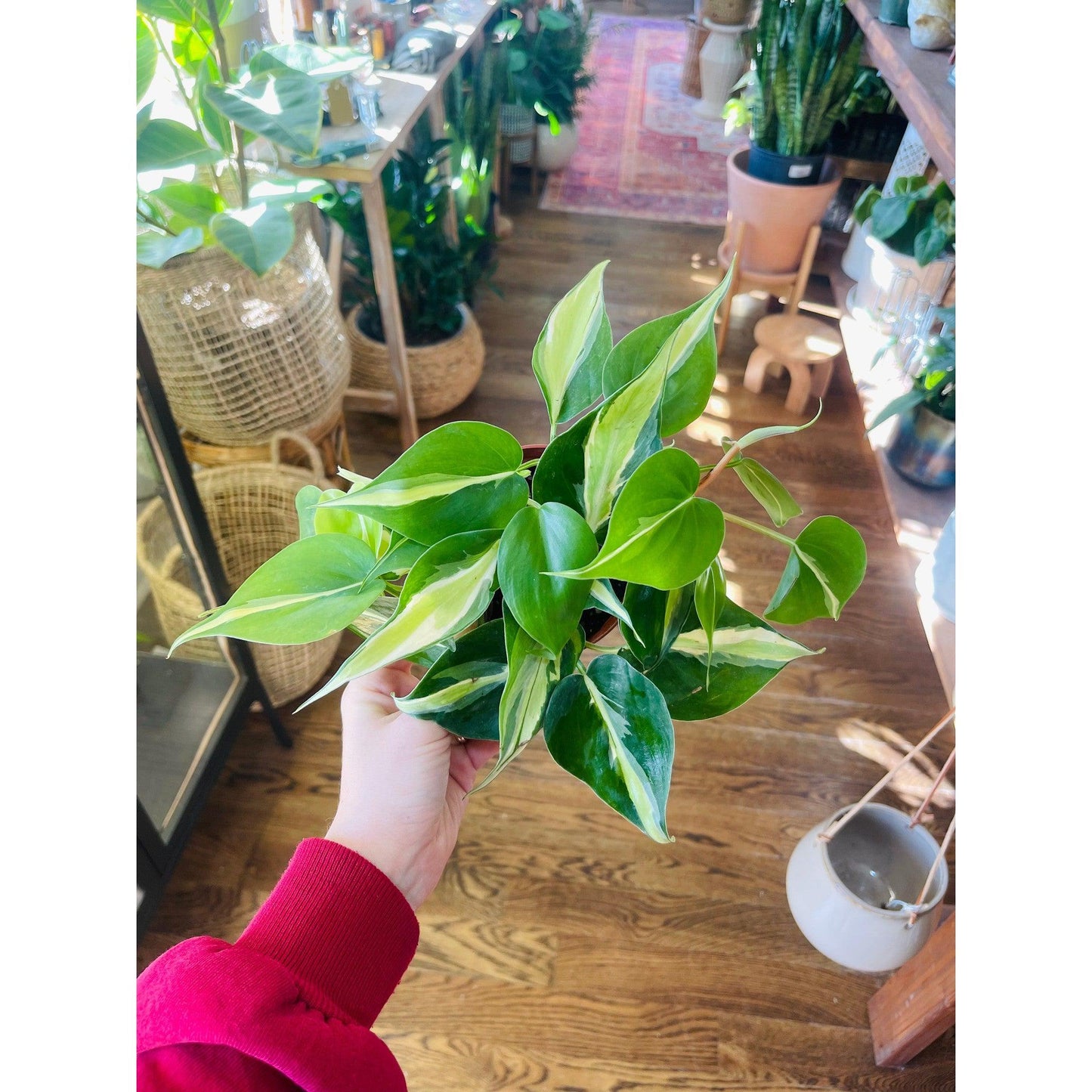 Philodendron 'Silver Stripe’-available at Hidden Seed Plant Shop