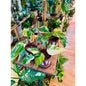 Philodendron ‘Strawberry Shake’-available at Hidden Seed Plant Shop
