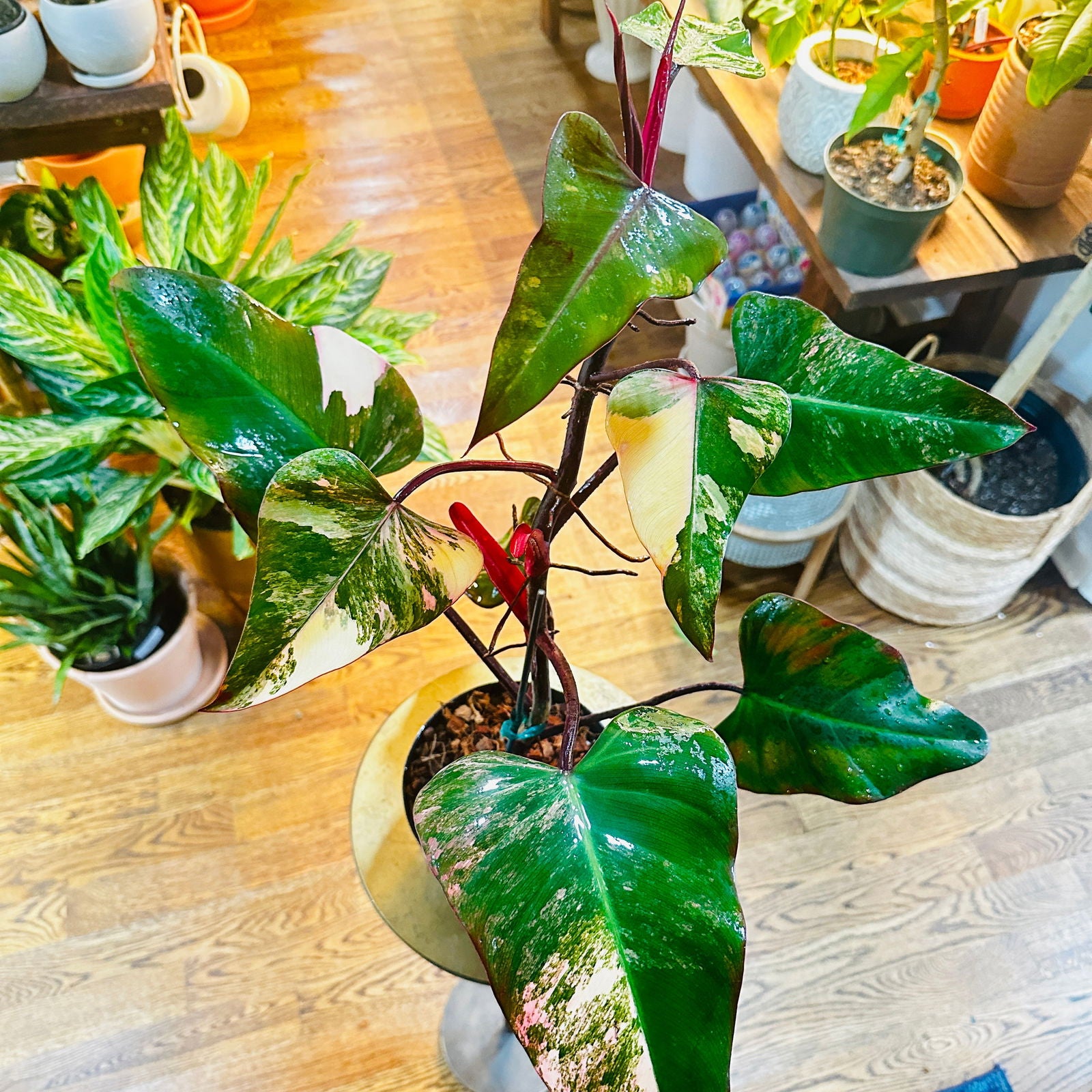 Strawberry Shake hotsell Philodendron, Variegated, Small, Rooted.