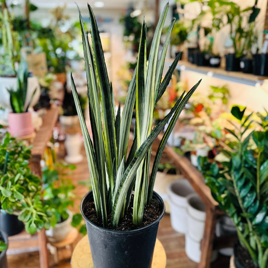 Sansevieria Bantel’s Sensation-available at Hidden Seed Plant Shop