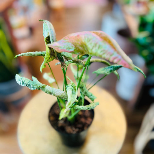 Syngonium ‘Pink Rolli’ | 4” NICE-available at Hidden Seed Plant Shop